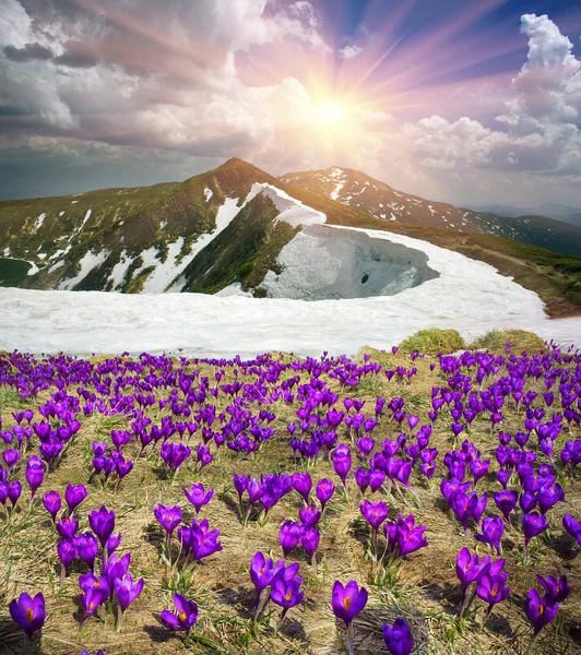 Крокусы в Карпатских горах — стоковое фото
