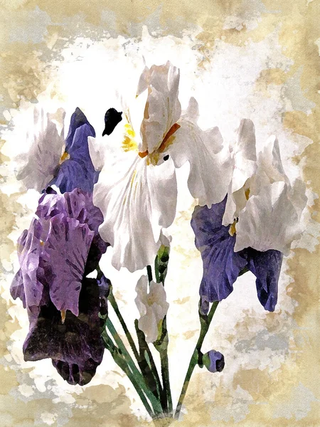 Букет цветов - ирисы, белый, синий, фиолетовый — стоковое фото