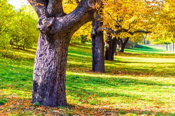 Осенние деревья в саду Вышеград в Праге — стоковое фото