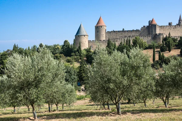 Оливковое поле с башни древнего города — стоковое фото