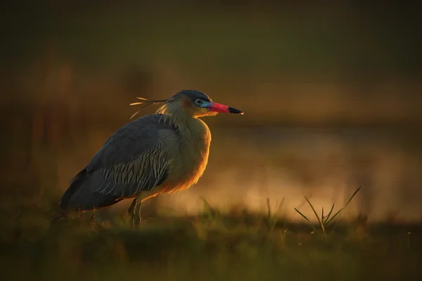 Свист цапля птица с вечернее солнце — стоковое фото