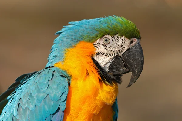 Портрет Сине жёлтый ара — стоковое фото