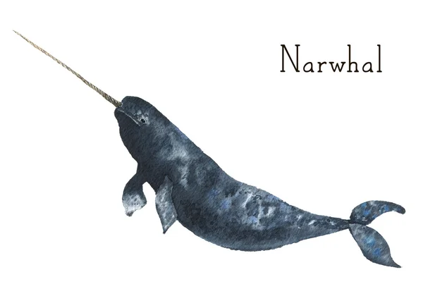 Watercolor narwhal. Whale illustration isolated on white background. For design, prints or background Стоковое Фото