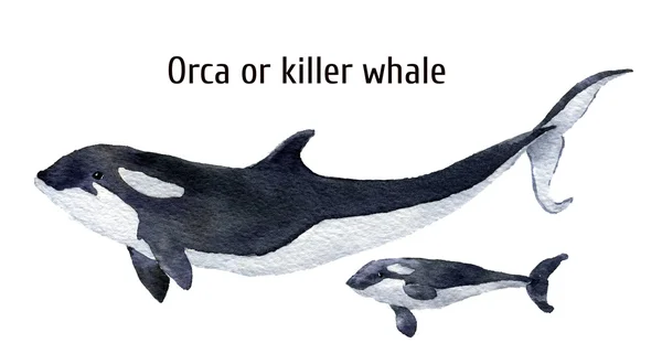 Акварель orca китов. Косатки, изолированные на белом фоне. Дизайн, печать, фон, футболку Лицензионные Стоковые Фото