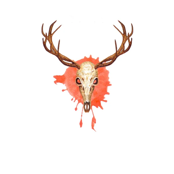 Deer Skull and Splatter. — стоковое фото