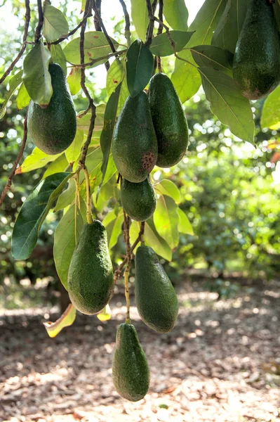 Авокадо плоды, растущие на дереве — стоковое фото