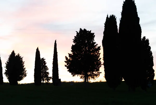 Силуэты деревьев в Тоскане на закате — стоковое фото