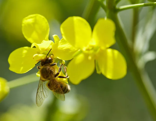 Пчела на цветке рапса — стоковое фото