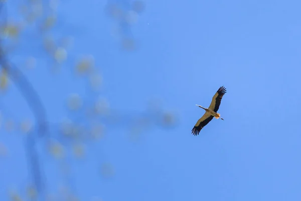 Аист, пролетел над деревья — стоковое фото