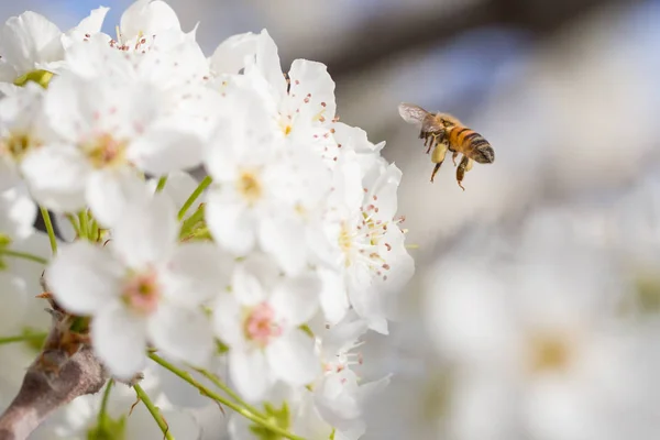 Пчелы, сбора пыльцы из цветущих деревьев почки — стоковое фото