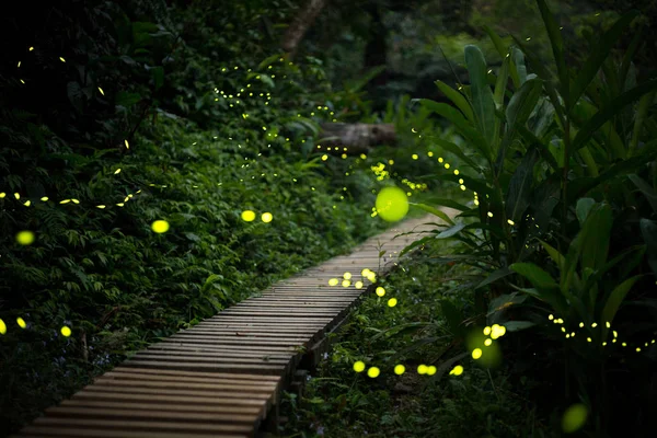 Светлячки в кустах — стоковое фото