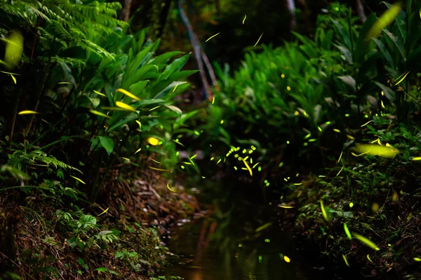 Светлячки в кустах потоком — стоковое фото