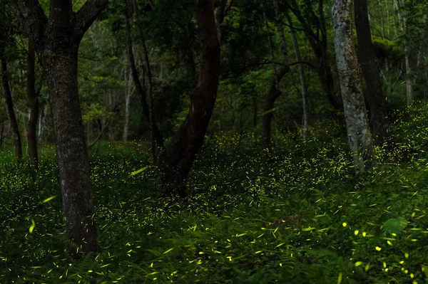 Светлячки в лес Тайчжун — стоковое фото