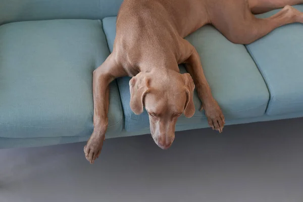 Коричневый лабрадор на диване — стоковое фото