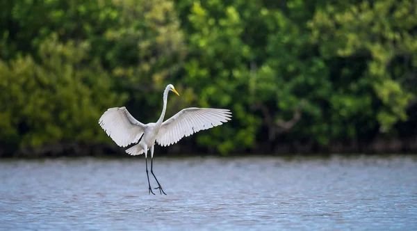 Большая Белая Цапля Ardea Alba Естественный Зеленый Фон Куба — стоковое фото