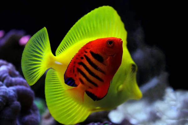 Flame Angelfish Centropyge Loricula — стоковое фото