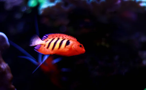 Flame Angelfish Centropyge Loricula — стоковое фото