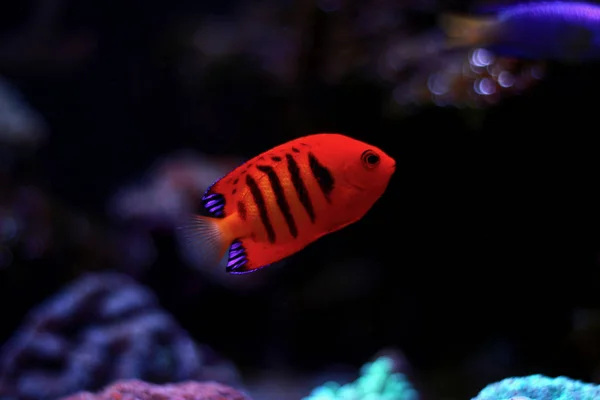 Flame Angelfish Centropyge Loricula — стоковое фото