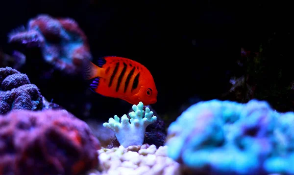 Flame Angelfish Centropyge Loricula — стоковое фото