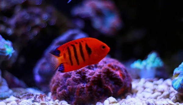 Flame Angelfish Centropyge Loricula — стоковое фото