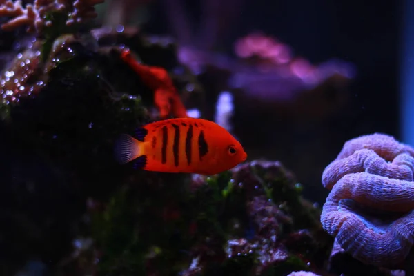 Flame Angelfish Centropyge Loricula — стоковое фото