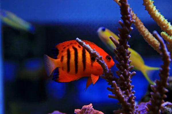 Flame Angelfish Centropyge Loricula — стоковое фото