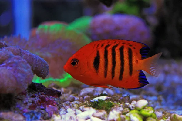 Flame Angelfish Centropyge Loricula — стоковое фото