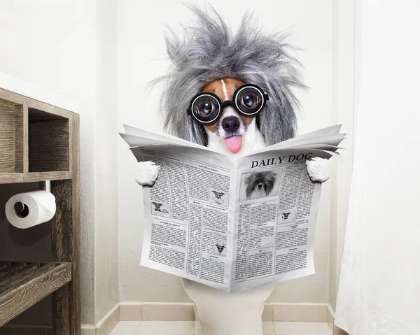Собака на место туалета, читая газету — стоковое фото