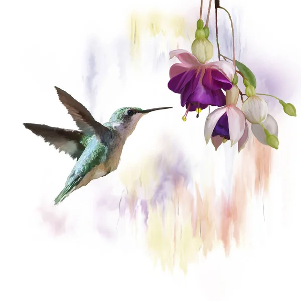 Колибри и цветы Акварель — стоковое фото