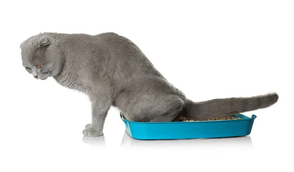 Симпатичные серый кот — стоковое фото