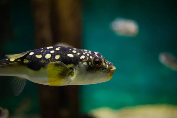Закрыть рыбы в аквариуме — стоковое фото
