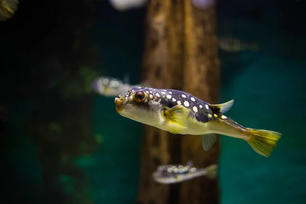 Закрыть рыбы в аквариуме — стоковое фото