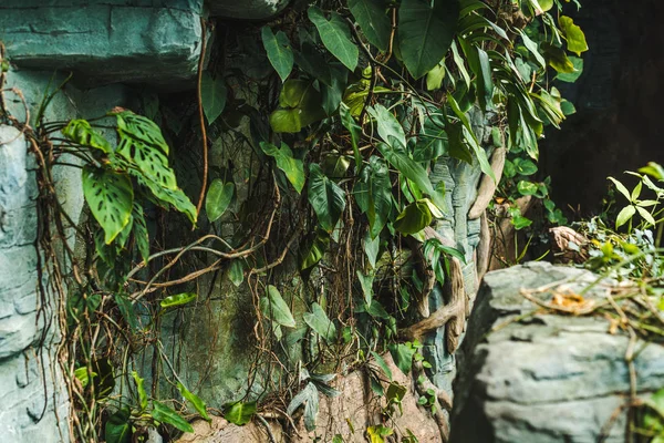 Путь Пещеру Джунглях Покрытые Зелеными Листьями — стоковое фото