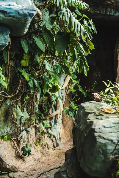 Живописные Выстрел Пути Пещеру Джунглях Покрытые Зелеными Листьями — стоковое фото