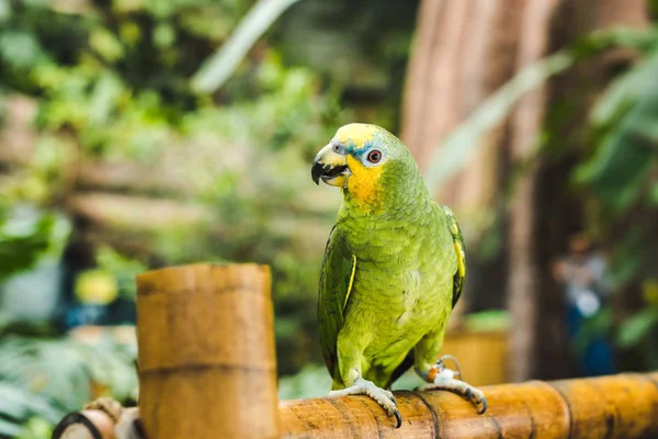 Зеленый Afrotropical Попугай Усаживаться Забор Бамбука Тропическом Парке — стоковое фото