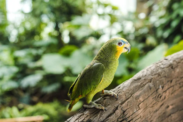 Красивая Зеленая Afrotropical Попугай Усаживаться Ветке Тропических Лесах — стоковое фото