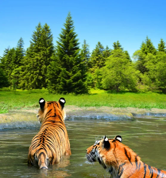 Сибирский Тигр Panthera Tigris Altaica Воде — стоковое фото