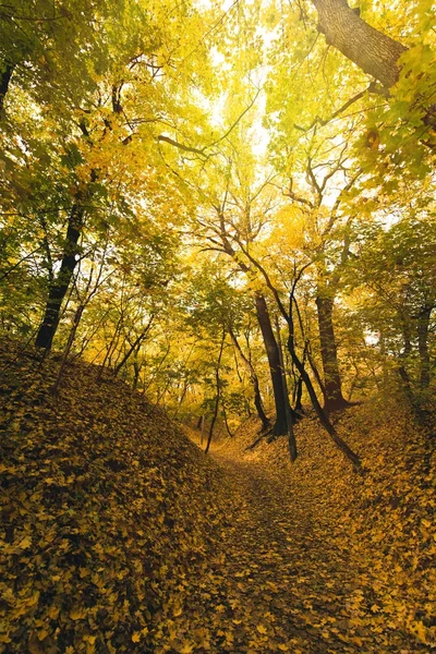 Осенний лес, покрытые опавшие листья — стоковое фото