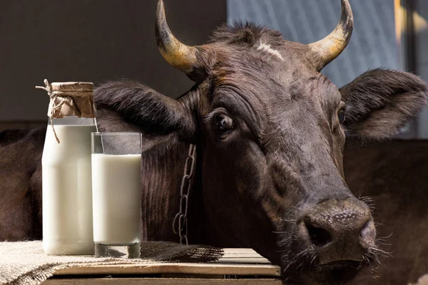 Корова и молоко в стекле — стоковое фото