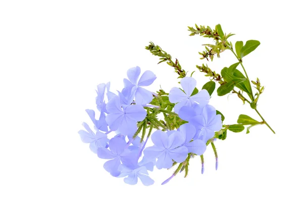 Мыс leadwort или цветок голубой графит, изолированные на белом фоне — стоковое фото