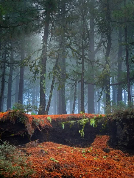 Сосновый лес в туманное утро — стоковое фото