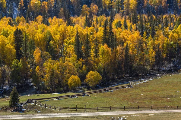 Яркий желтый Осенний лес — стоковое фото