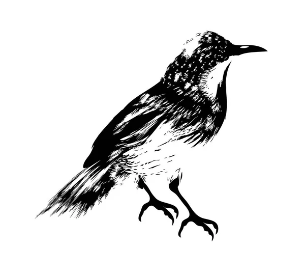 Иллюстрация искусства птица — стоковое фото