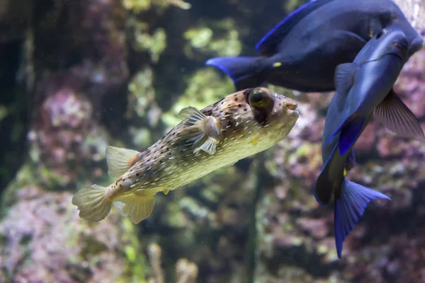 Longspined porcupinefish (Diodon holocanthus) — стоковое фото