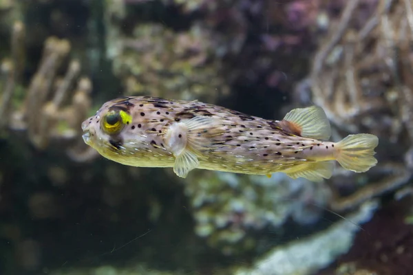 Longspined porcupinefish в аквариуме — стоковое фото