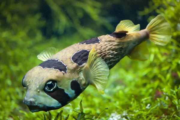 Longspined porcupinefish в аквариуме — стоковое фото