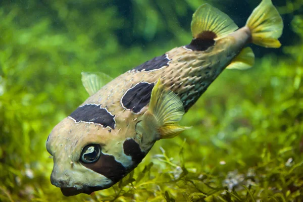 Longspined porcupinefish (Diodon holocanthus) — стоковое фото