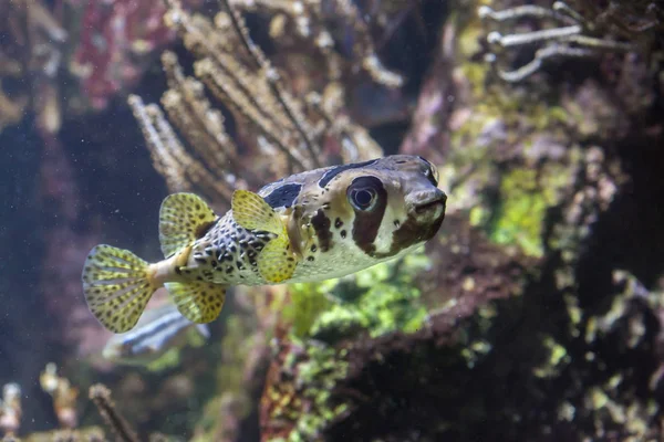 Longspined porcupinefish (Diodon holocanthus) — стоковое фото