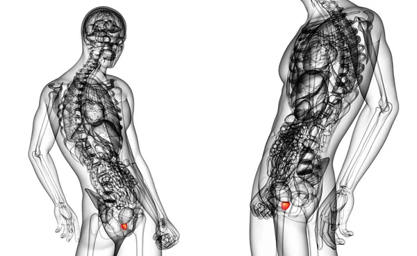 3D визуализации медицинской иллюстрации предстательной железы — стоковое фото