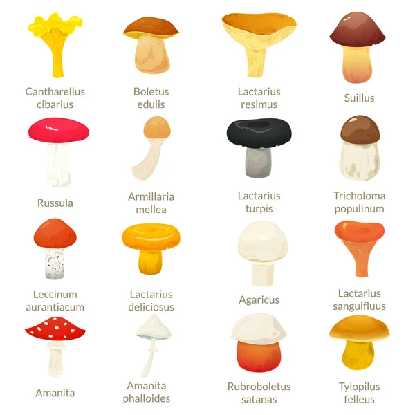 Набор различных грибов — стоковый вектор